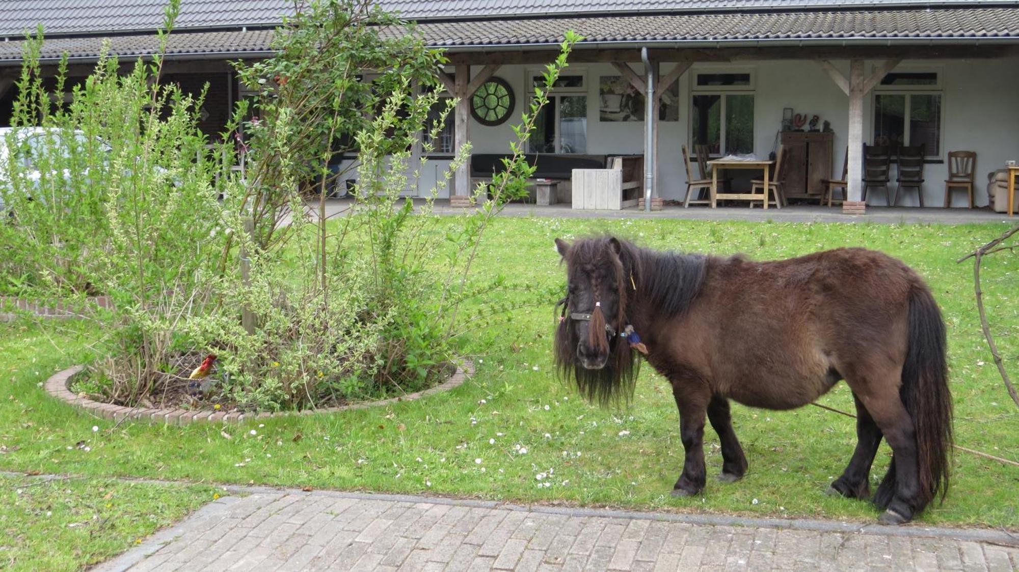 Hoeveheikant Lage Mierde Bagian luar foto